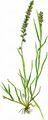 European Bur-Grass - Tragus racemosus (L.) All.