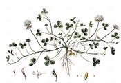 Weiß-Klee - Trifolium repens L.