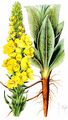 Großblütige Königskerze - Verbascum densiflorum Bertol.