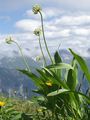 Allermannsharnisch - Allium victorialis L.