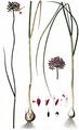 Wild Onion - Allium vineale L.