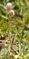 Gewöhnliches Katzenpfötchen - Antennaria dioica (L.) Gaertn.