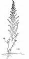 Österreichischer Beifuß - Artemisia austriaca Jacq.