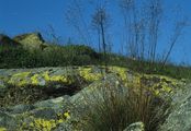 Wavy Hair-Grass - Avenella flexuosa (L.) Drejer