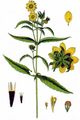 Nodding Bur-Marigold - Bidens cernuus L.