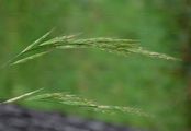 Field Brome - Bromus arvensis L.