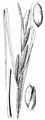 Wasser-Segge - Carex aquatilis Wahlenb.
