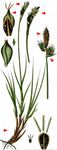 Berg-Segge - Carex montana L. 