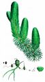Breitstachliges Rauhes Hornblatt - Ceratophyllum demersum L.