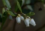 Leather-Leaf - Chamaedaphne calyculata (L.) Moench