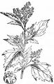 Nettle-Leaved Goosefoot - Chenopodiastrum murale (L.) S. Fuentes & al.