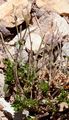 Fladnitzer Felsenblümchen - Draba fladnizensis Wulfen