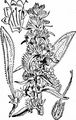 Viper's-Bugloss - Echium vulgare L.