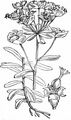 Esels-Wolfsmilch - Euphorbia esula L.