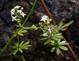 Common Marsh-Bedstraw - Galium palustre L.