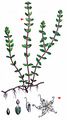 Coral-Necklace - Illecebrum verticillatum L.