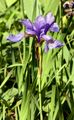Siberian Iris - Iris sibirica L.