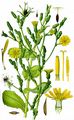 Gift-Lattich - Lactuca virosa L.