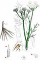 Narrow-Leaved Water-Dropwort - Oenanthe silaifolia M. Bieb.