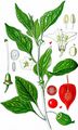 Japanese-Lantern - Physalis alkekengi L.