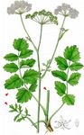 Schwarze Bibernelle - Pimpinella nigra Mill. 