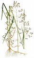 Hain-Rispengras - Poa nemoralis L.