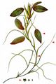 Broad-Leaved Pondweed - Potamogeton natans L.