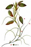 Schwimmendes Laichkraut - Potamogeton natans L. 