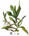 Long-Stalked Pondweed - Potamogeton praelongus Wulfen