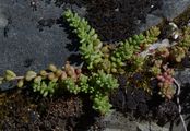 Dickblättrige Fetthenne - Sedum dasyphyllum L.