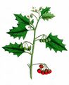 Black Nightshade - Solanum nigrum L.