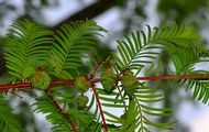 Echte Sumpfzypresse - Taxodium distichum (L.) Rich.