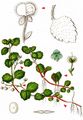 Wood Speedwell - Veronica montana L.