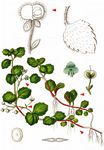 Berg-Ehrenpreis - Veronica montana L. 