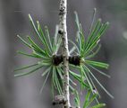 Larix kaempferi (Japanische Lärche) - Nadelblätter