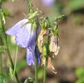 False Campanula - Adenophora liliifolia (L.) A. DC.