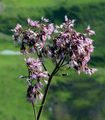 Grauer Alpendost - Adenostyles alliariae (Gouan) A. Kern.
