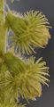 Fragrant Agrimony - Agrimonia procera Wallr.