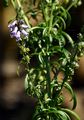 Daisy-Leaved Toadflax - Anarrhinum bellidifolium (L.) Willd.