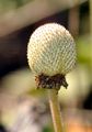 Snowdrop Anemone - Anemone sylvestris L.