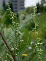 Feld-Beifuß - Artemisia campestris L.