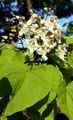 Indian-Bean-Tree - Catalpa bignonioides Walter