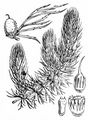 Breitstachliges Rauhes Hornblatt - Ceratophyllum demersum L.