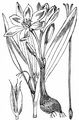 Meadow Saffron - Colchicum autumnale L.