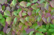 Dogwood - Cornus sanguinea L.