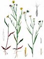 Narrow-Leaved Hawk's-Beard - Crepis tectorum L.