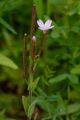 Hoary Willowherb - Epilobium parviflorum Schreb.