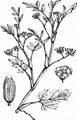 Lesser Marshwort - Helosciadium inundatum (L.) W. D. J. Koch