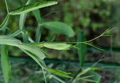 Breitblättrige Platterbse - Lathyrus latifolius L.