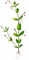 Clasping False-Pimpernel - Lindernia dubia (L.) Pennell